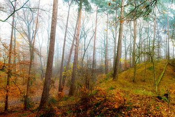 Herfst - boslandschap in herfstkleuren van Günter Albers