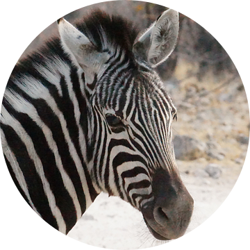 Zebra, natuur in zwart wit van Erna Haarsma-Hoogterp