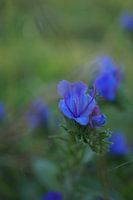 Naturfoto