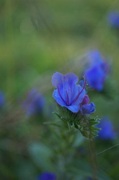 Nature Photo by Wietze Wiegersma