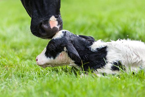 Pasgeboren kalf krijgt kus van moeder