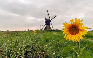 Gelbe Sonnenblume in einer niederländischen Polderlandschaft mit Mühle