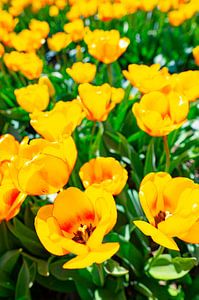 Gelbe Tulpen auf einem Feld im Frühling