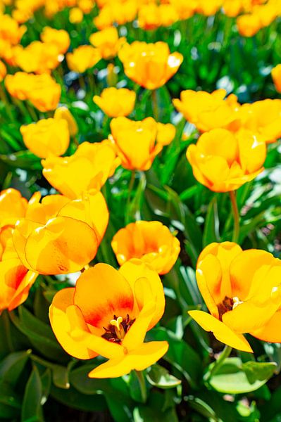 Tulips in yellow growing in a field during springtime by Sjoerd van der Wal Photography