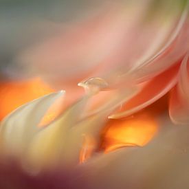 Drop on petal by Perspective