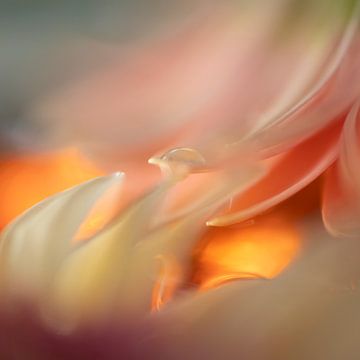 Tropfen auf Blütenblatt von Perspective