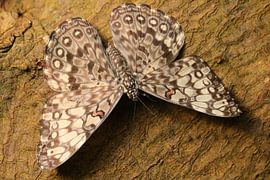 kan je mij zien? by Rianne de Heij