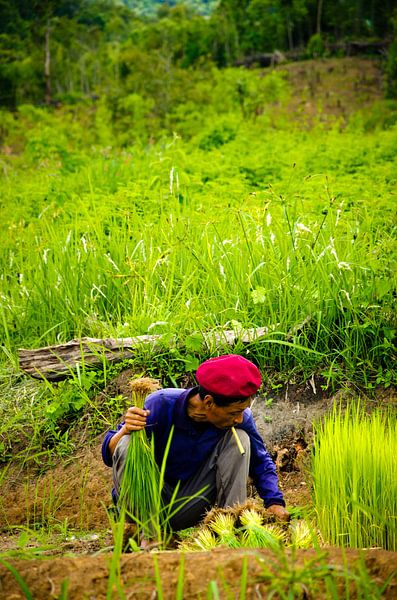 Rijstteler Thailand by Olivier Van Acker