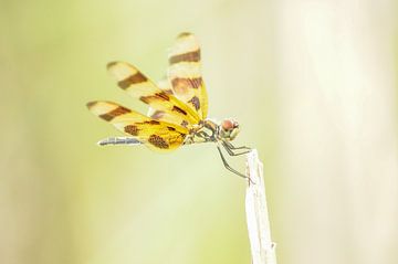 Libelle in de Everglades van Stefanie de Boer
