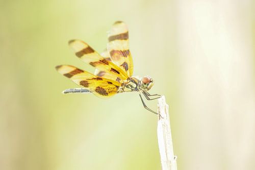 Libelle dans les Everglades
