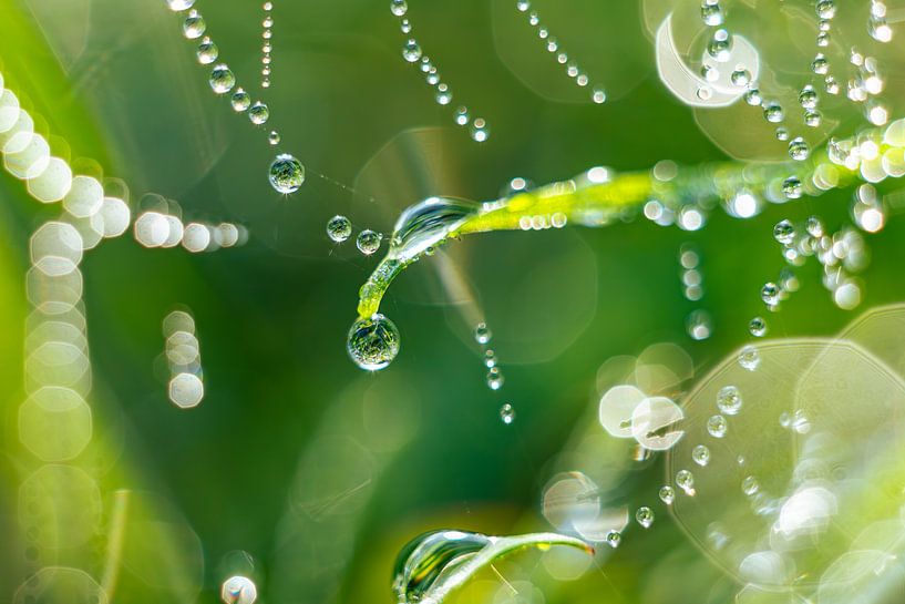 Dewdrop with bokeh by Yanuschka | Fotografie Noordwijk