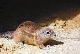 Kaapse grondeekhoorn by Ruud Nieterau