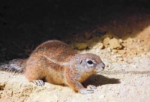 Kaapse grondeekhoorn
