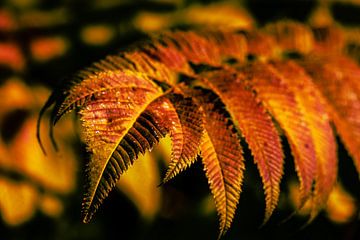 Herbst Blätter der sibierischen Fiederspiere von Dieter Walther