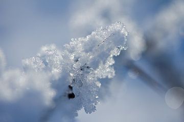 macrofoto van rijp , sneeuwfoto in de natuur in Drenthe