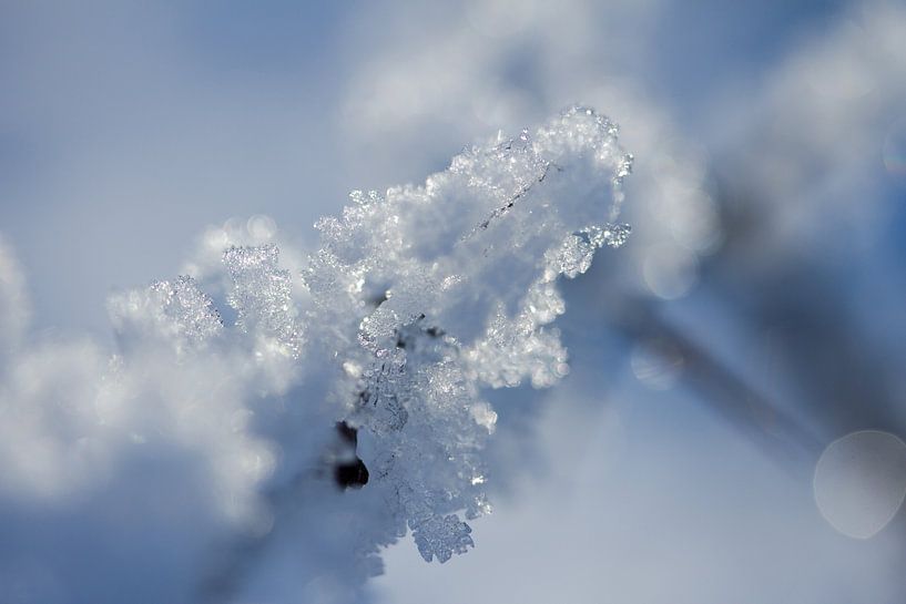 macrofoto van rijp , sneeuwfoto in de natuur in Drenthe van Karijn | Fine art Natuur en Reis Fotografie