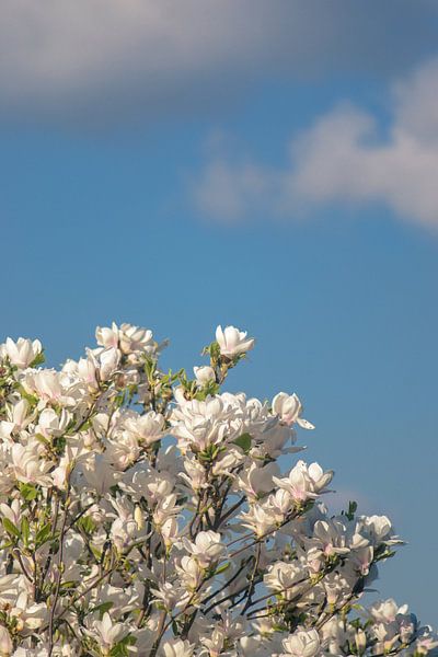 White magnolia by Alessia Peviani