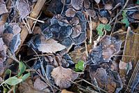 frozen autumn leaves