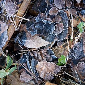 frozen autumn leaves von Rick Keus