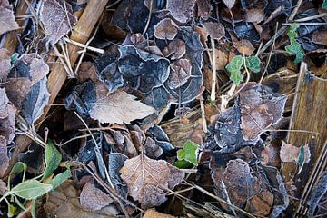 Bevroren herfstbladeren van Rick Keus