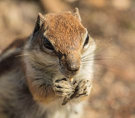 Ecureuil à l'arachide