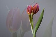 Lente par Marcel de Groot Aperçu