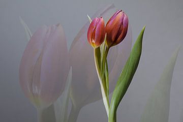 Lente