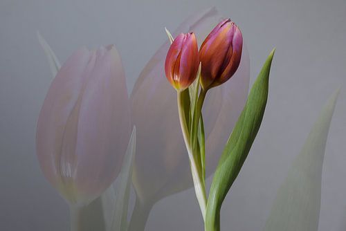 Lente