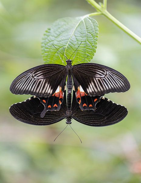 Duo de papillons par Esther Bakker-van Aalderen