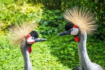 Oui, je veux ! (Grues de la Couronne) sur Hans Levendig (lev&dig fotografie)