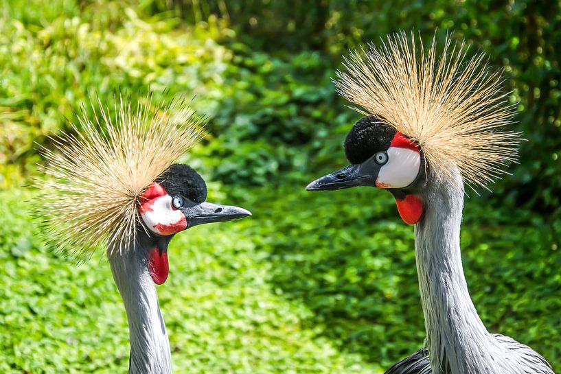 Oui, je veux ! (Grues de la Couronne) par Hans Levendig (lev&dig fotografie)