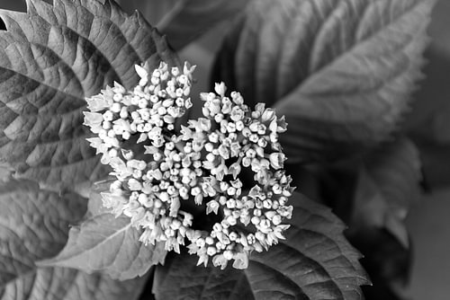 De eerste bloemen in de Emsland-tuin.