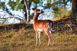 Young deer by Tjitske de Roos