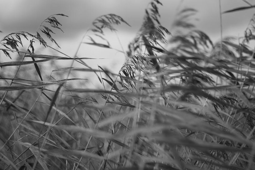Reed Wind von Ruud Wijnands