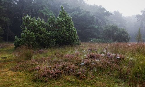 Mistige Ochtend op de Heide: Een Web van Dauw en Natuurlijke Schoonheid