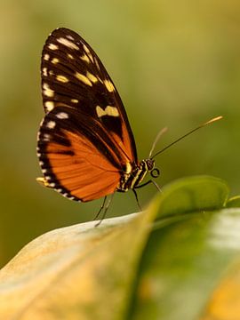 Papillon sur voorDEfoto