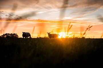 Schapen in het weiland tijdens zonsondergang van Lindy Schenk-Smit