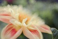 Wilde bloem