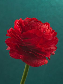 Farbenfroher Kontrast: Rote Ranunkel vor petrolfarbenem Hintergrund von Marjolijn van den Berg