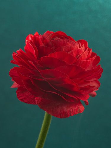 Farbenfroher Kontrast: Rote Ranunkel vor petrolfarbenem Hintergrund von Marjolijn van den Berg