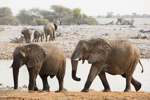 De Afrikaanse terugweg na verfrissing