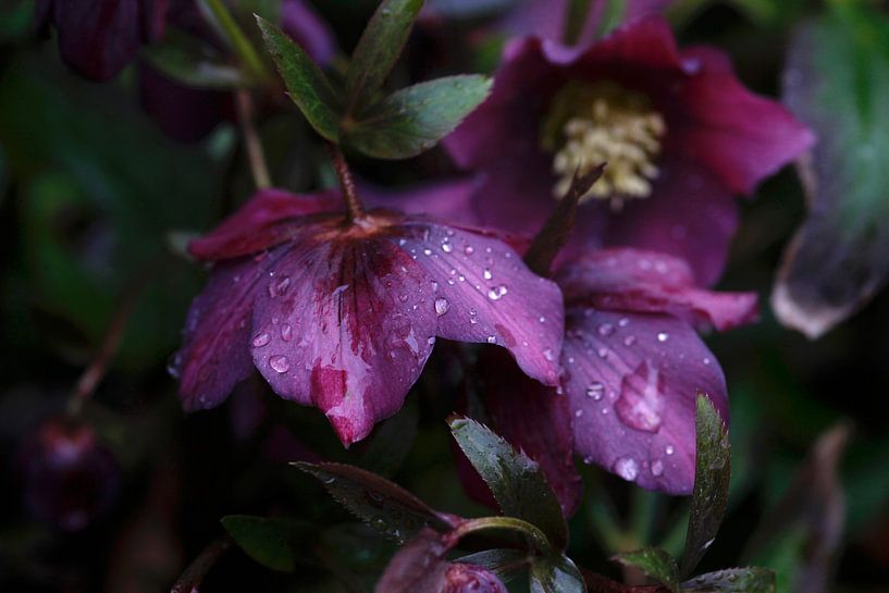 Nach dem Regen von Thomas Jäger