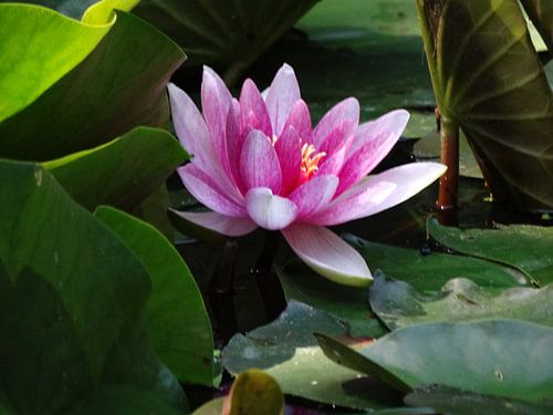 Nog een bloem