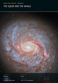 The Squid and the Whale von Deep Field