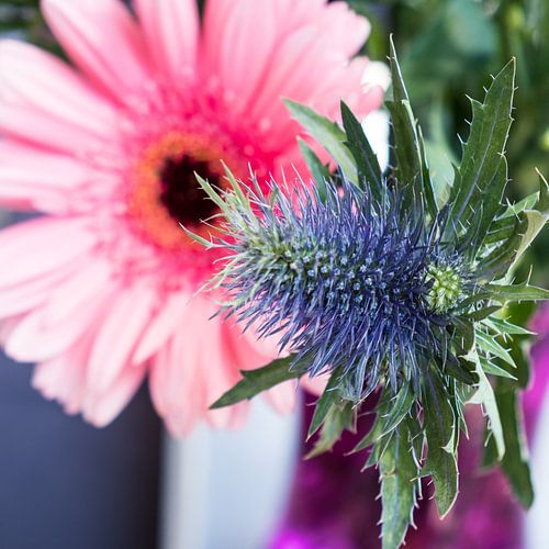 combination of purple thistle for pink flowers up close