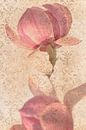 Roze Magnolia tak in bloei van Caroline Drijber thumbnail