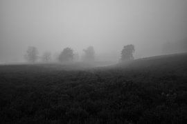 heather in winter morning