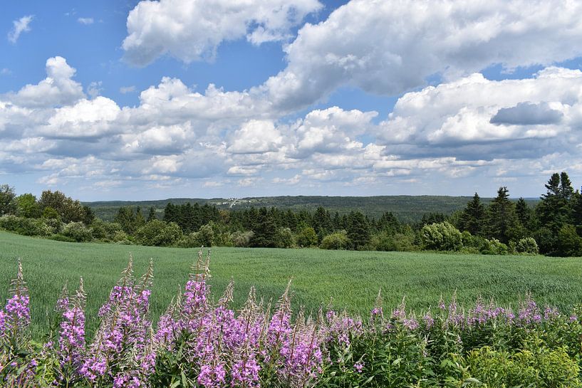 Ein Haferfeld unter einem bewölkten Himmel von Claude Laprise