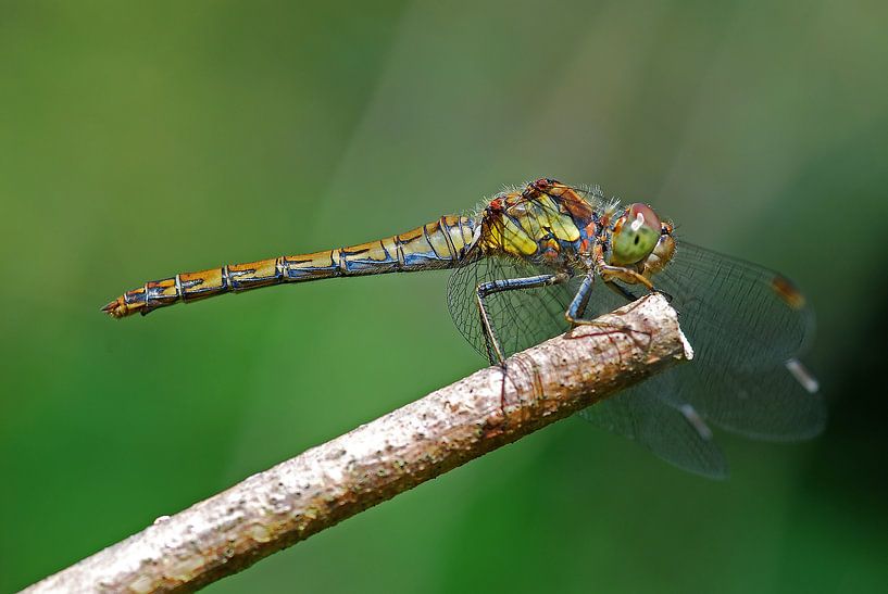 Heide libelle op tak van Gabsor Fotografie