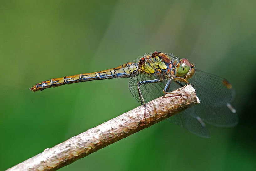 Heide libelle op tak by Gabsor Fotografie